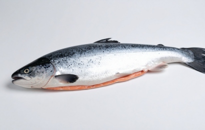 Salmon fish (5)
