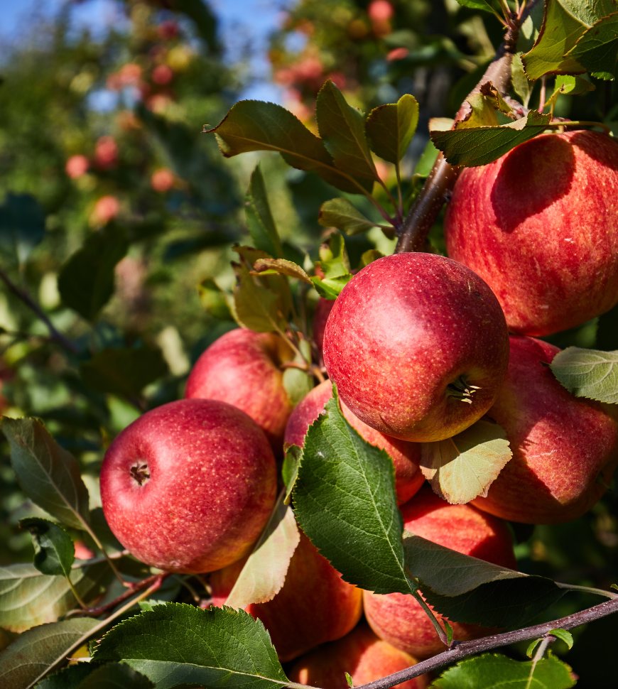 apple firmA (5)