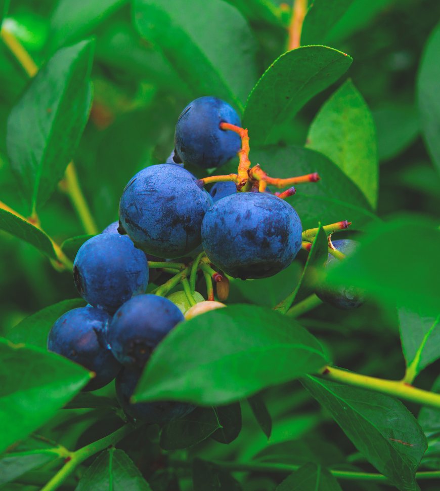 blue berry A (4)