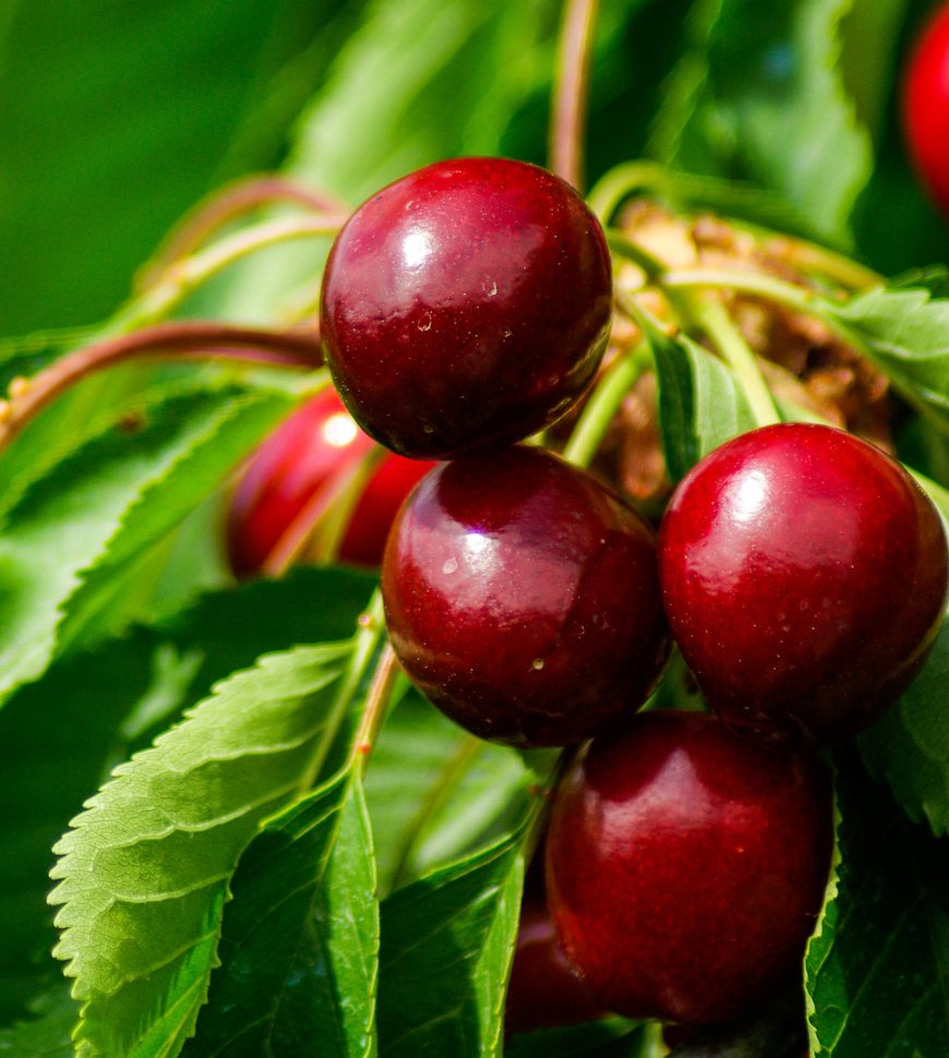 cherry 2 (5)