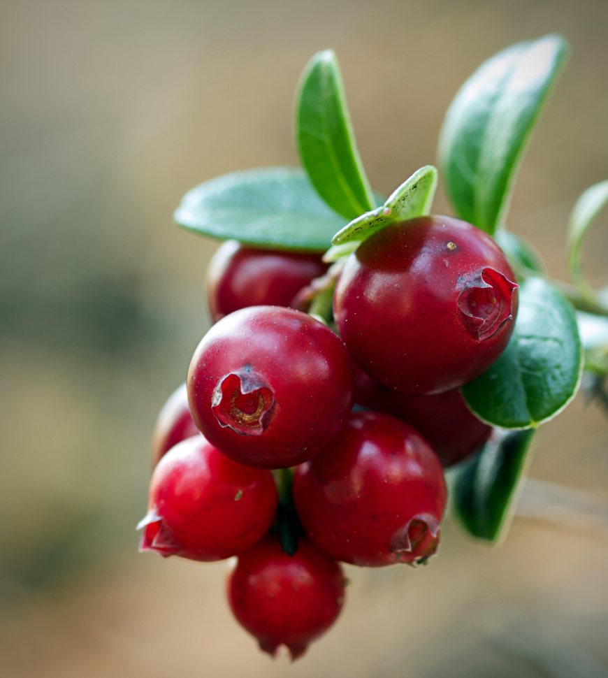 cranberry (5)