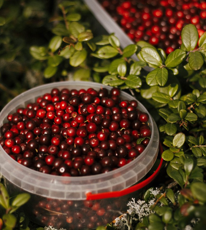 cranberry2 (5)