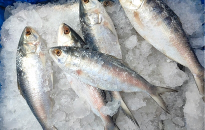 hilsha fish (5)