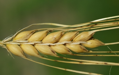 Barley supply