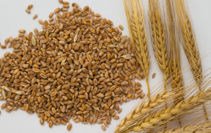 Barley supply2 (5)