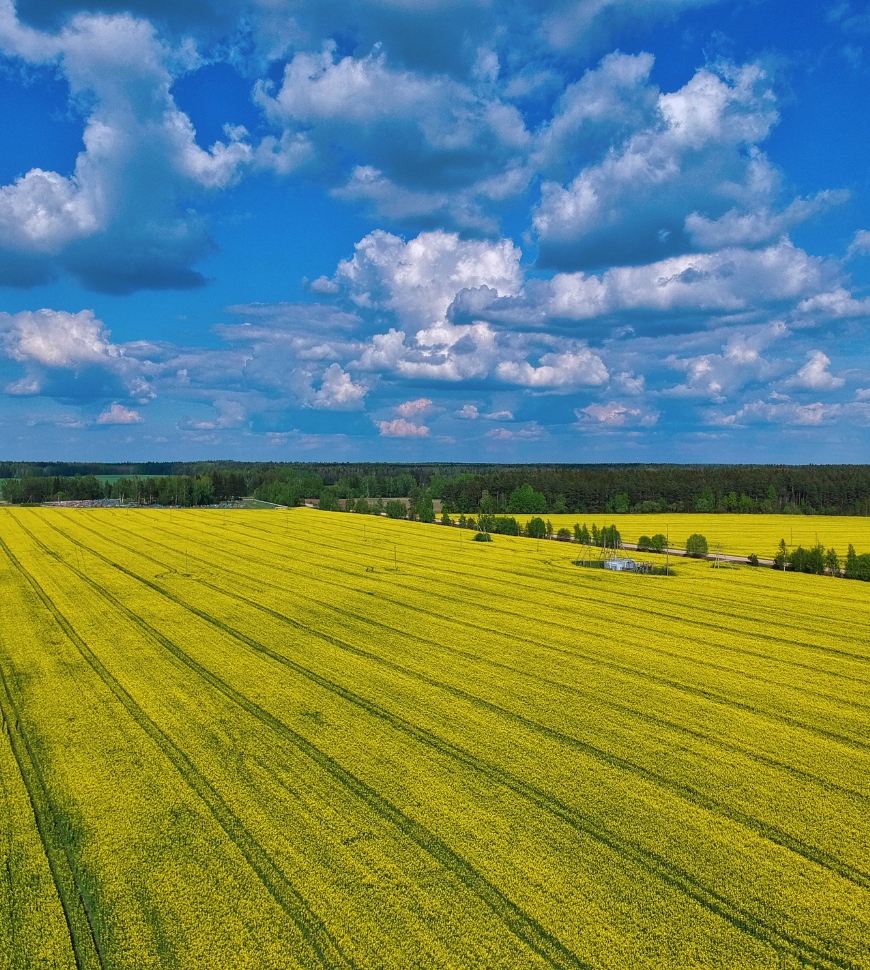 canola sedds (5)