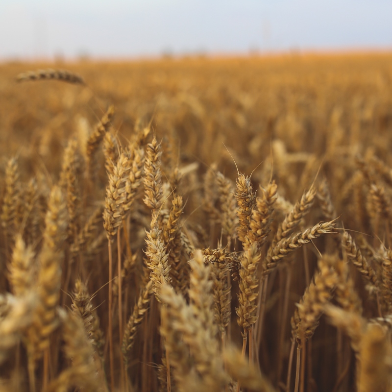 Grains
