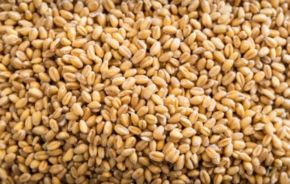 wheats on(5)
