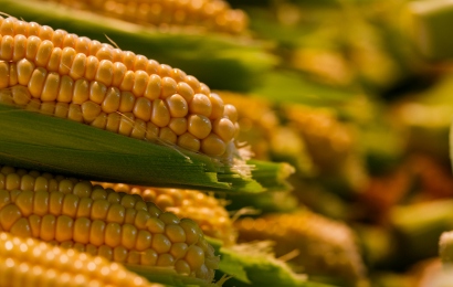 yellow corn )